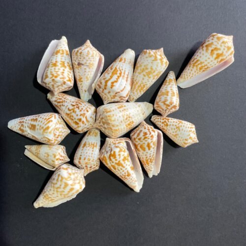 Big shells for resin art