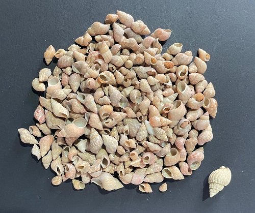 sea shells for resin art