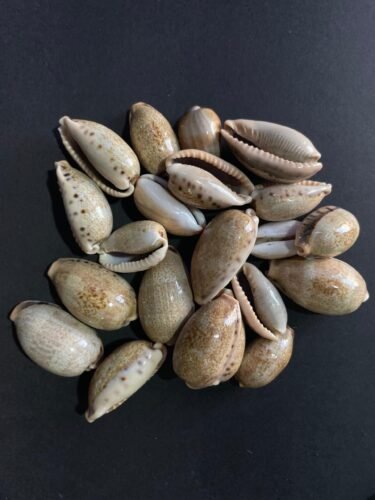 Big shells for resin art