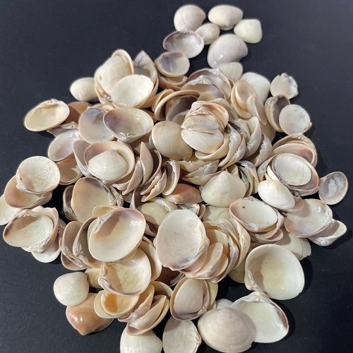 sea shells for resin art - Image 2