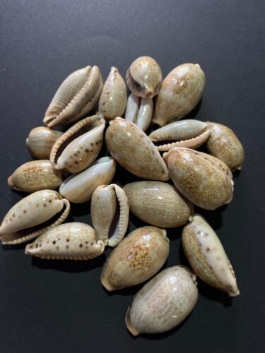 Big shells for resin art - Image 2