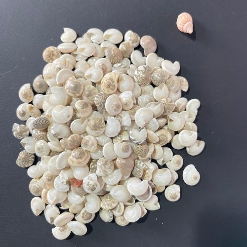 sea shells for resin art