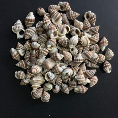 sea shells for resin art