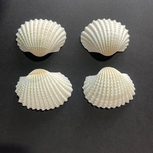Big shells for resin art - Image 3