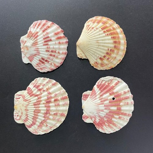 Flat Mermaid shells for resin art