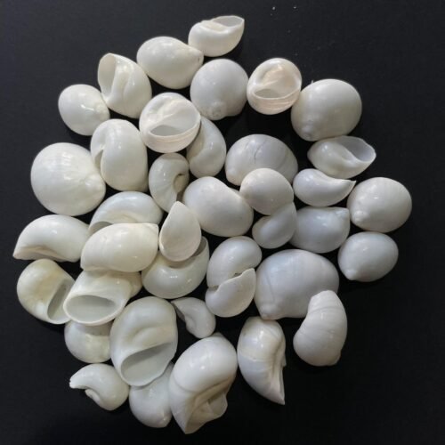 sea shells for resin art