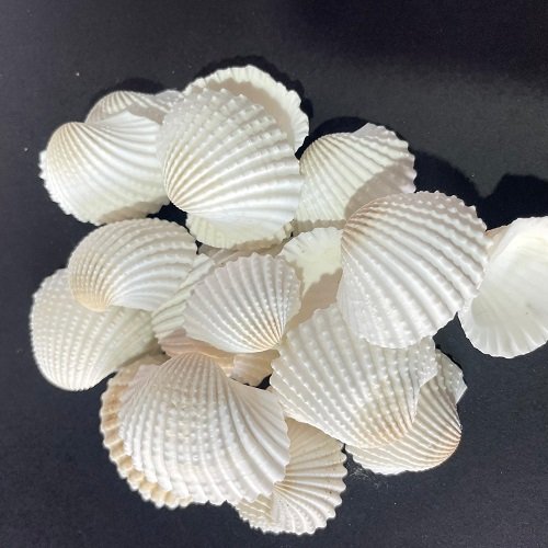 Big shells for resin art