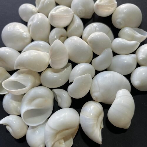 sea shells for resin art - Image 2