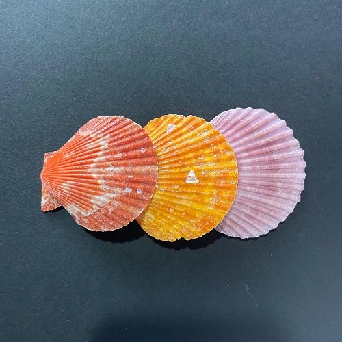 Mermaid Shell for resin art - Image 2
