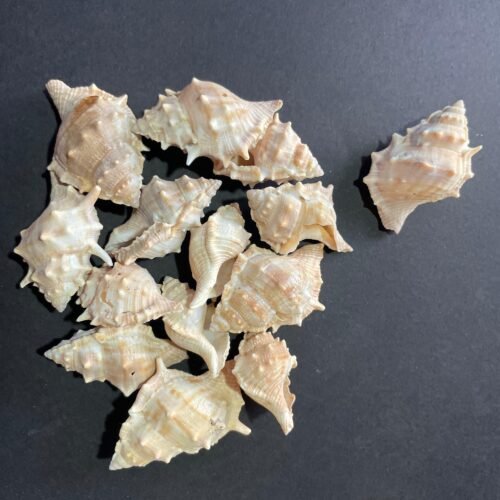 Big shells for resin art