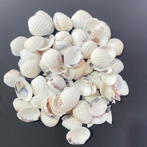 Big shells for resin art