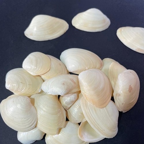 Big Shells for resin art