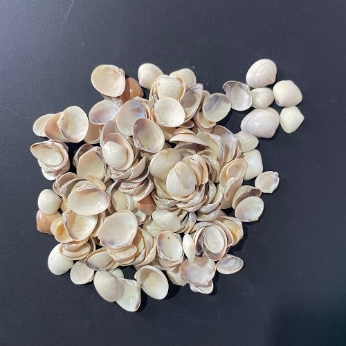 sea shells for resin art