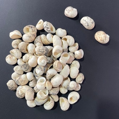 sea shells for resin art