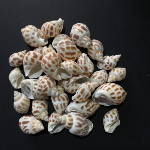 Big shells for resin art