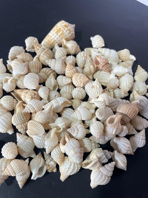 sea shells for resin art - Image 2
