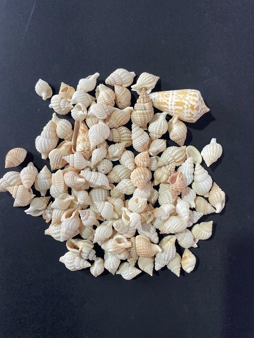 sea shells for resin art