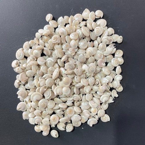 small sea shells for resin art