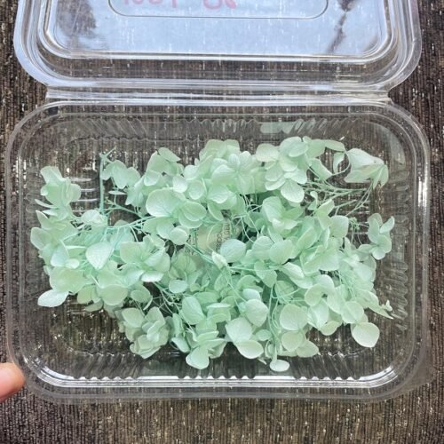 Dry Hydra flowers - Light Green