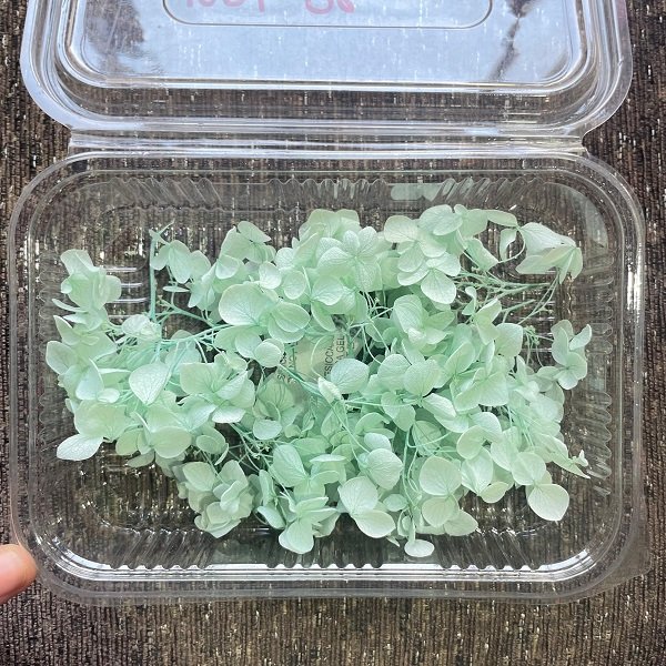 Dry Hydra flowers - Light Green
