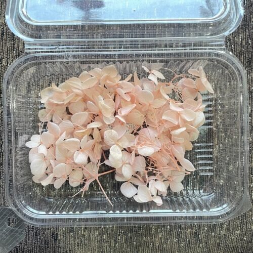 Dry Hydra flowers - Pink