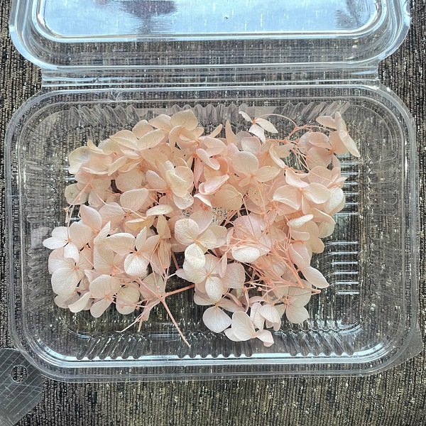 Dry Hydra flowers - Pink