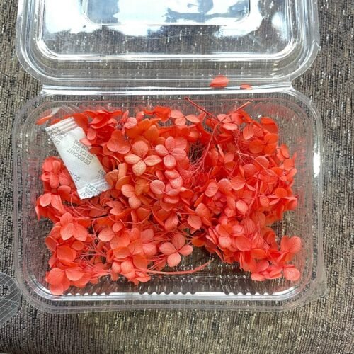 Dry Hydra flowers - Tomato red