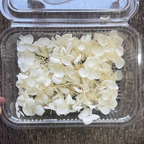 Dry Hydra flowers - Cream